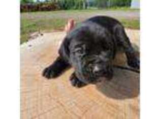 Cane Corso Puppy for sale in Stilwell, OK, USA
