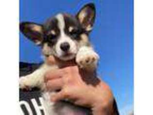 Pembroke Welsh Corgi Puppy for sale in Phelan, CA, USA