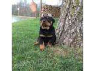 Rottweiler Puppy for sale in Coburn, PA, USA