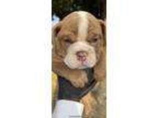 Bulldog Puppy for sale in Waterford, CA, USA
