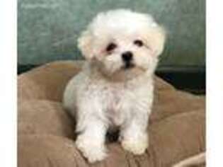 Maltese Puppy for sale in Port Reading, NJ, USA