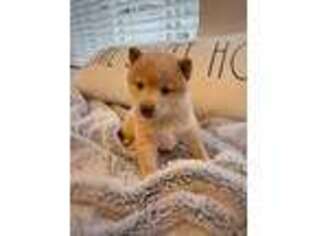 Shiba Inu Puppy for sale in Des Moines, WA, USA