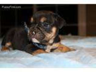 Bulldog Puppy for sale in Mission Hills, CA, USA