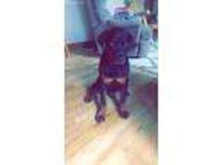 Rottweiler Puppy for sale in Montrose, CO, USA