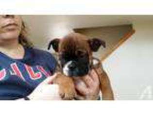 Olde English Bulldogge Puppy for sale in MADISON, WI, USA