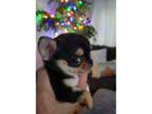 Chihuahua Puppy for sale in Carter Lake, IA, USA