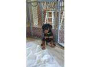 Doberman Pinscher Puppy for sale in Conroe, TX, USA