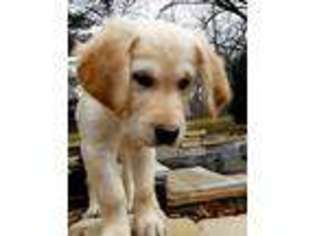 Golden Retriever Puppy for sale in Crystal Lake, IL, USA