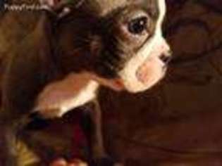 Boston Terrier Puppy for sale in Shelton, WA, USA