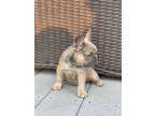 French Bulldog Puppy for sale in Pennsville, NJ, USA
