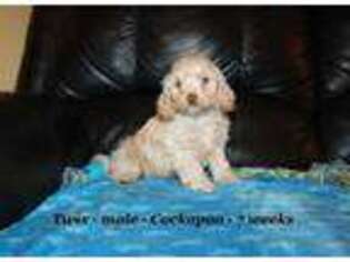 Cock-A-Poo Puppy for sale in Clarkrange, TN, USA