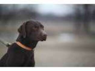 Labrador Retriever Puppy for sale in Gainesville, TX, USA