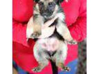German Shepherd Dog Puppy for sale in Stitzer, WI, USA