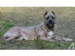 Cane Corso Puppy for sale in BLODGETT, OR, USA