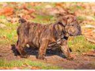 Olde English Bulldogge Puppy for sale in Colonial Heights, VA, USA