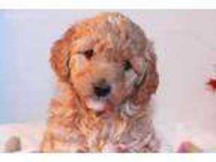 Labradoodle Puppy for sale in Tehachapi, CA, USA
