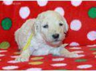 Goldendoodle Puppy for sale in East Liverpool, OH, USA