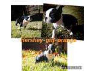 Boston Terrier Puppy for sale in Columbus, NC, USA