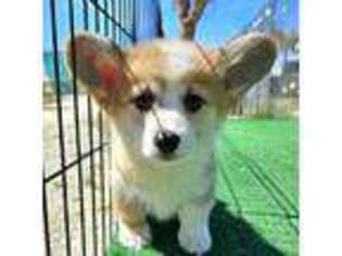 Pembroke Welsh Corgi Puppy for sale in Mira Loma, CA, USA