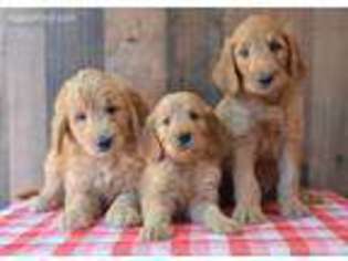 Goldendoodle Puppy for sale in Athens, GA, USA