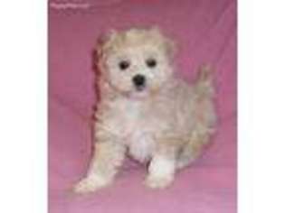 Mutt Puppy for sale in Seville, OH, USA