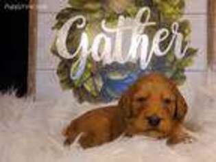 Labradoodle Puppy for sale in Perry, OK, USA