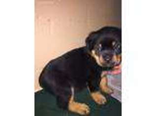 Rottweiler Puppy for sale in Hudson, CO, USA