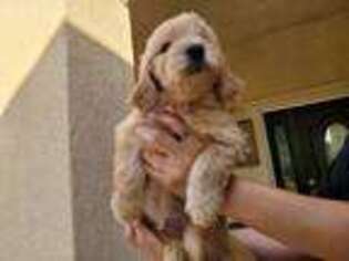Goldendoodle Puppy for sale in Beverly Hills, CA, USA