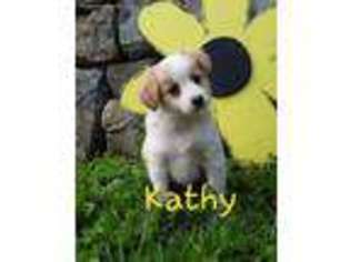 Miniature Australian Shepherd Puppy for sale in Mc Veytown, PA, USA