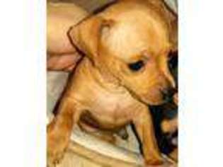 Medium Photo #1 Miniature Pinscher Puppy For Sale in Atlanta, GA, USA