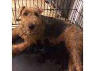Airedale Terrier Puppy for sale in Cincinnati, OH, USA