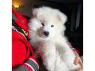 Samoyed Puppy for sale in Chicago, IL, USA