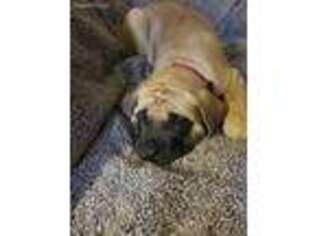 Mastiff Puppy for sale in Hobart, IN, USA
