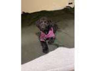 Labradoodle Puppy for sale in Diana, TX, USA