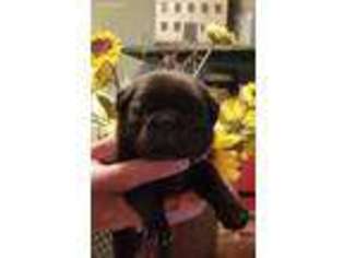 Pug Puppy for sale in Olympia, WA, USA
