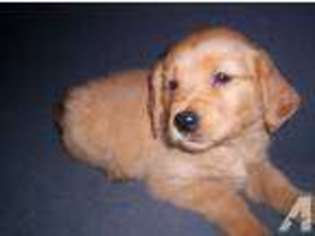 Golden Retriever Puppy for sale in POPLAR GROVE, IL, USA