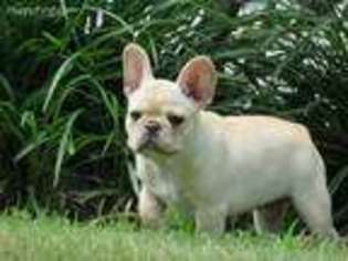 French Bulldog Puppy for sale in Peace Valley, MO, USA