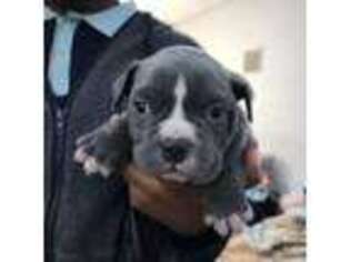 Mutt Puppy for sale in Beaumont, TX, USA
