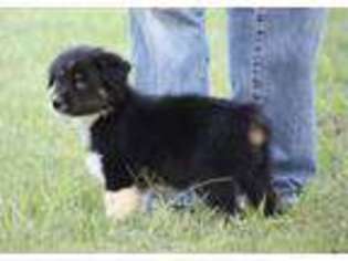 Anatolian Shepherd Puppy for sale in Jasper, AL, USA