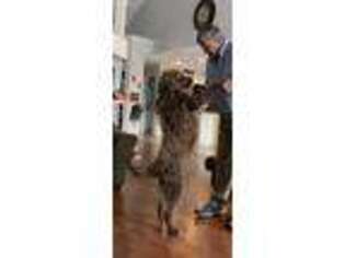 Labradoodle Puppy for sale in Springdale, AR, USA