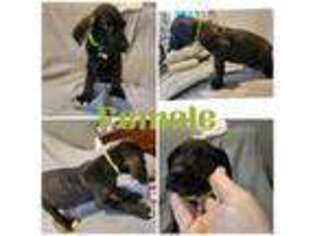 Great Dane Puppy for sale in Poplar Bluff, MO, USA