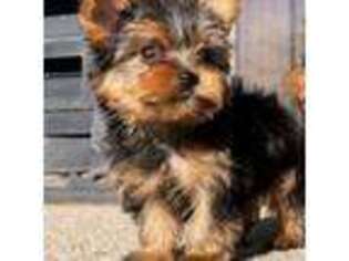 Yorkshire Terrier Puppy for sale in Cincinnati, OH, USA