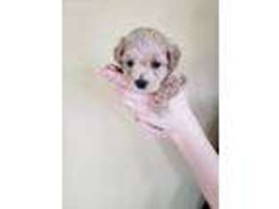 Mutt Puppy for sale in Pisgah, AL, USA