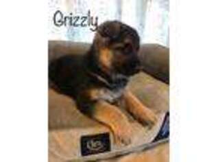 German Shepherd Dog Puppy for sale in Fordland, MO, USA