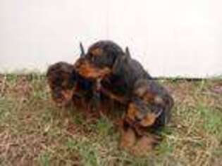 Airedale Terrier Puppy for sale in Dallas, TX, USA