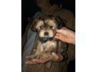 Shorkie Tzu Puppy for sale in Athens, TX, USA