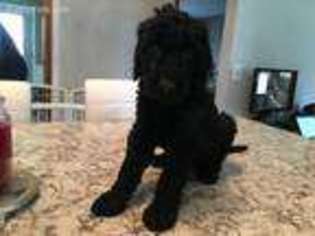 Goldendoodle Puppy for sale in Ripon, WI, USA