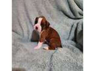 Boxer Puppy for sale in Thonotosassa, FL, USA