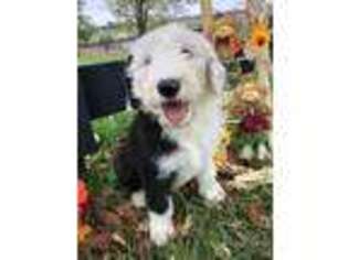 Old English Sheepdog Puppy for sale in Taylorsville, KY, USA