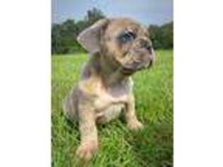 French Bulldog Puppy for sale in Defuniak Springs, FL, USA
